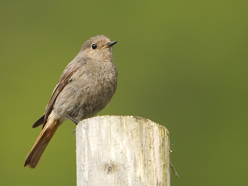 Phoenicurus ochruros Zwarte Roodstaart Black Redstart